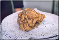 White truffle (Tuber Magnatum Pico