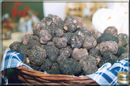 Black fine truffle (Tuber Melanosporum Vitt.)